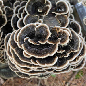 turkey tail image